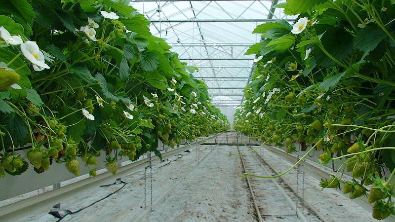 Elianny eerste veiling Fruitmasters Koningsplant john ard leon Vissers aardbeiplanten BV America (11).JPG